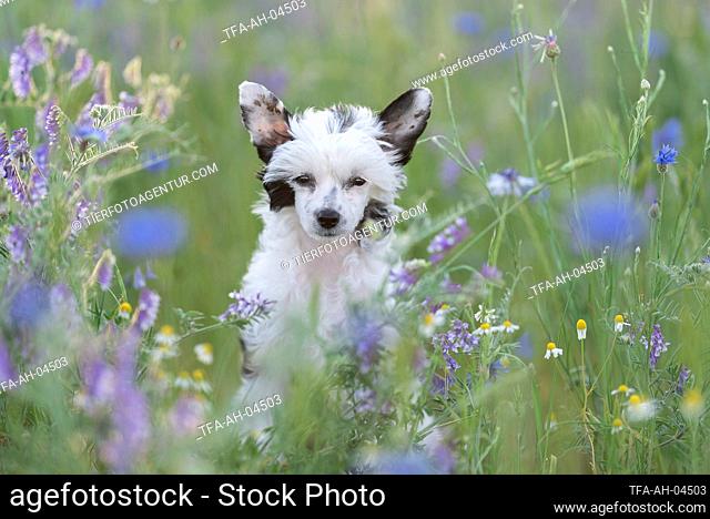 Chinese Crested Powderpuff between flowers