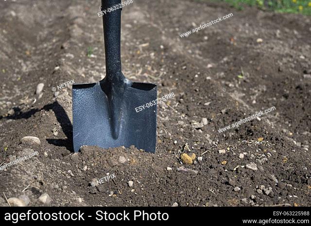 rusty shovel stuck to the cultivated land . Spring work start concept