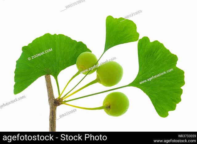 single twig with leaves of Ginkgo tree with fruits isolated over white background