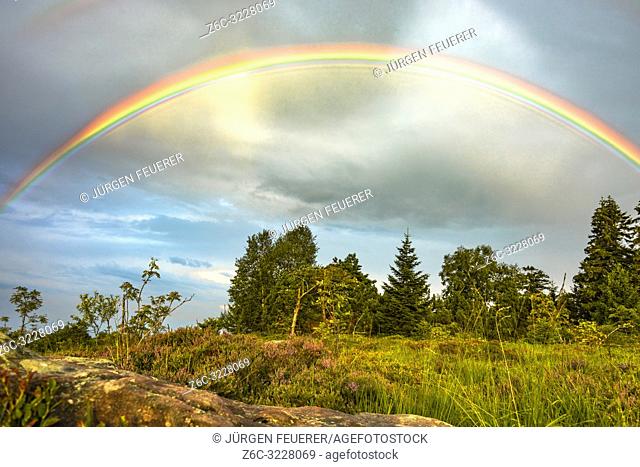 rainbow over the Black Forest, Germany, typical bunter sandstone and flowering erica, grinde landscape of mountain Schliffkopf in Northern Black Forest