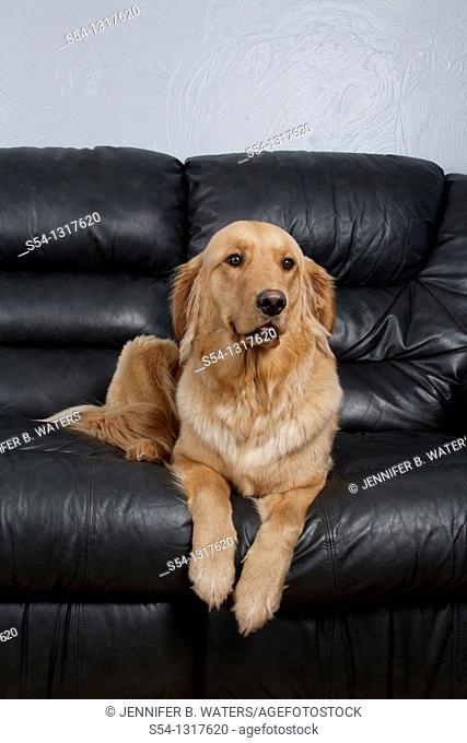 A Golden Retriever on a black leather couch