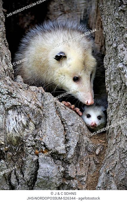 Virginia opossum, North American opossum, (Didelphis virginiana), adult with young looking out of den, Pine County, Minnesota, USA, North America