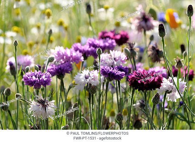 Cornflower, Centaurea cyanus, Purple flowers growing in wild meadow