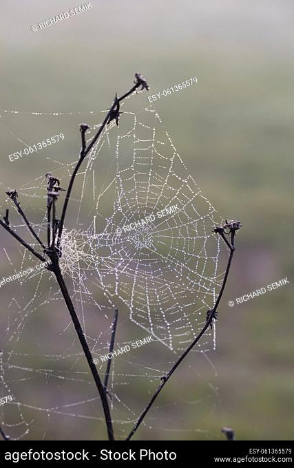 Spider web in sunrise sun