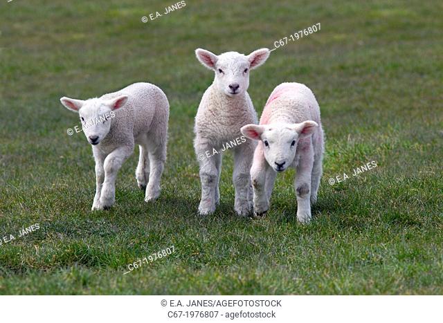 Ewe & Spring Lambs in grass meadow