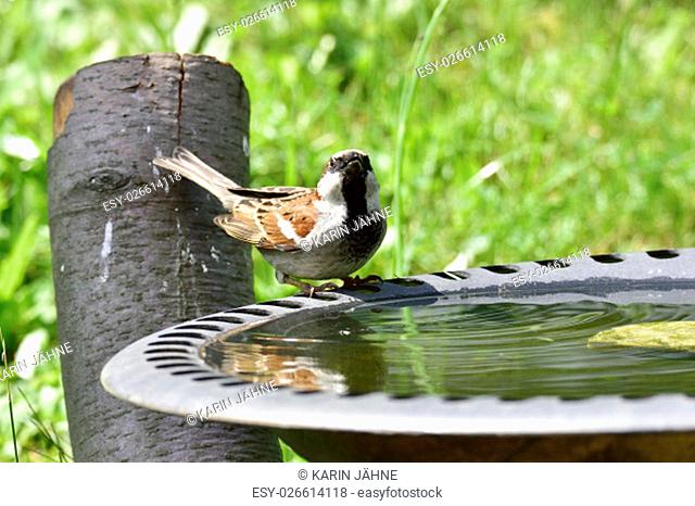 house sparrow at birdbath