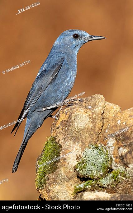 Blue Rock Thrush (Monticola solitarius), side view of an adult male perched on a rock, Campania, Italy