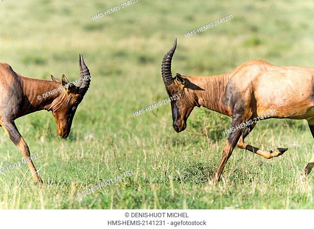 Kenya, Masai Mara game Reserve, topi (Damaliscus korrigum), males fighting