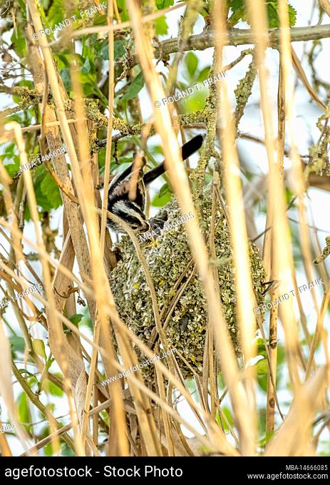long-tailed tit (Aegithalos caudatus) at the nest