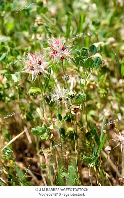 Starry clover (Trifolium stellatum) is an annual herb native to Mediterranean region, Canary Islands and western Asia. This photo was taken in Cabo Creus...