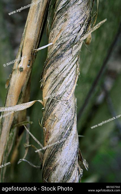 Wild Honeysuckle (Lonicera periclymenum) close-up of twining stem, growing in woodland, Vicarage Plantation, Mendlesham, Suffolk, England, United Kingdom