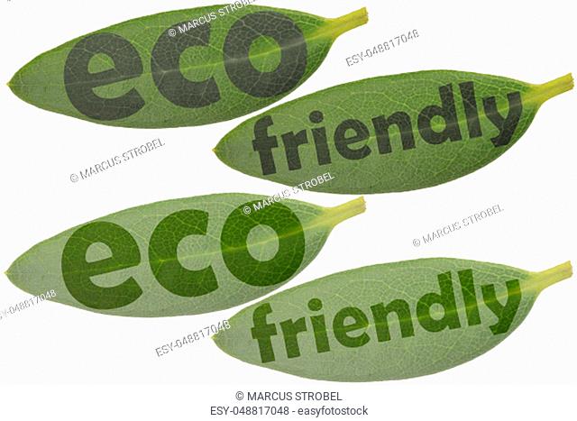 Set of leaves in closeup and the highlighted words eco and friendly - symbols to use as a reference for eco products