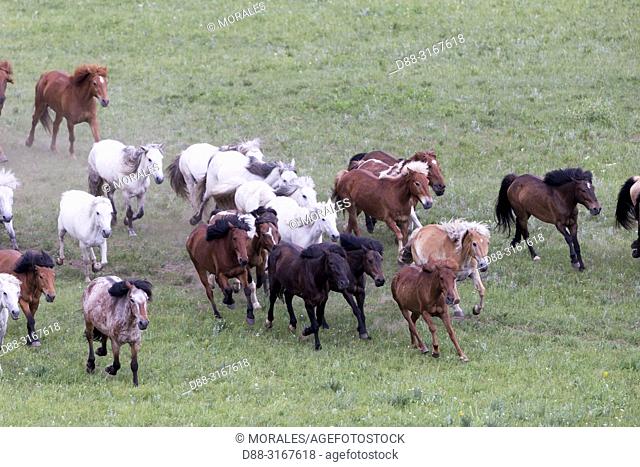 China, Inner Mongolia, Hebei Province, Zhangjiakou, Bashang Grassland, horses running in a group in the meadow