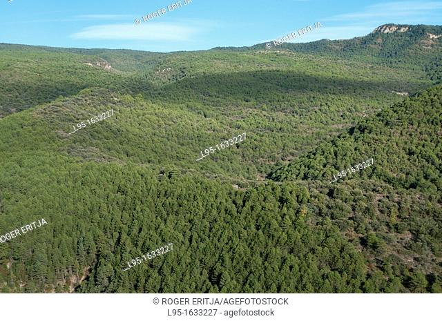 Green oak forest Mediterranean landscape, Lleida, Spain