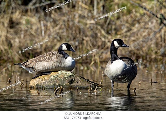 Canada Goose (Branta canadensis), couple in shallow water