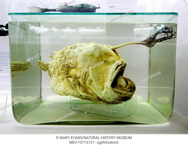 A female specimen of the football fish (Himantolophus groenlandicus) which is on display in the Natural History Museum's Fishes