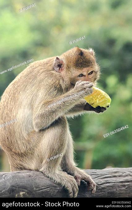 Crab-eating Macaque is eating the fruit in his hand..The macaque has brown hair on its body. The tail is longer than the length of the body