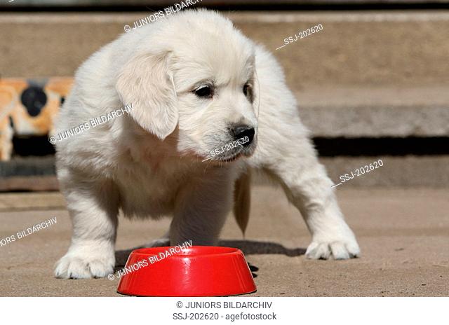Golden Retriever. Puppy Lino (8 weeks old) standing next to red feeding bowl. Germany