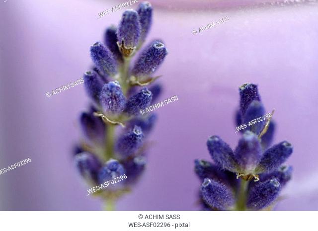 Lavender flowers, close-up