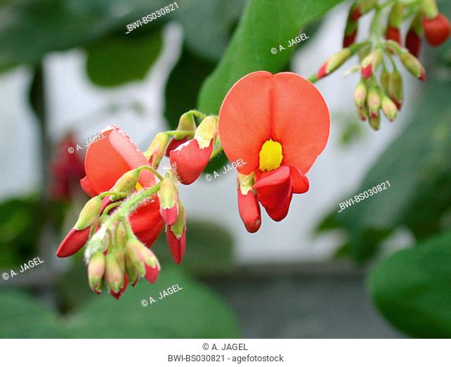 scarlet coral pea (Kennedia prostrata), flowers and buds, distribution: Australia