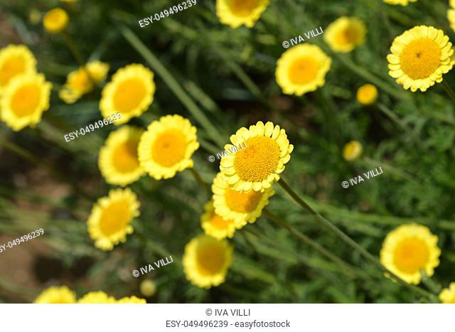 Yellow chamomile Sancti-Johannis - Latin name - Cota tinctoria subsp. Sancti-Johannis