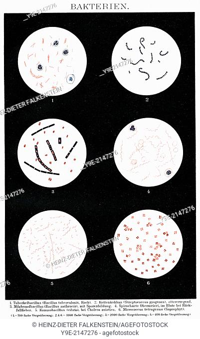 Bacteria smears of germs for microbiological diagnosis, microscope slides from clinical microbiology, state of scientific research about 1896,
