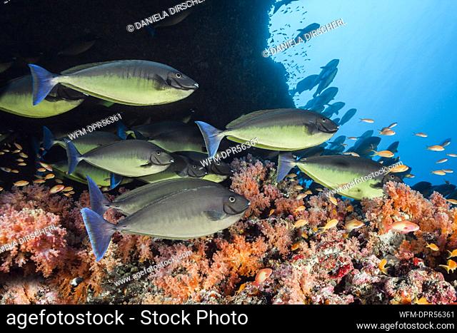 Shoal of Sleek Unicornfish, Naso Hexacanthus, South Male Atoll, Indian Ocean, Maldives