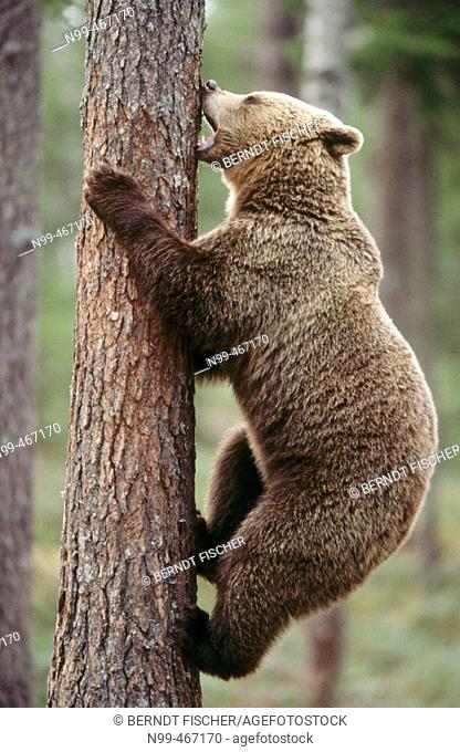 Brown bear (Ursus arctos). Spring. Climbing up a pine. Pine forest of Carelia near the Russian border. Finland