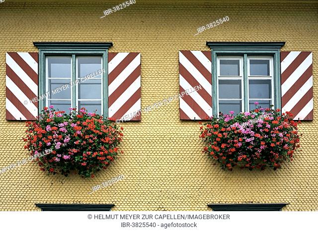 Windows with shutters and flowering Geraniums (Pelargonium-Peltatum-Hybrid) on a shingled facade, Weitnau, Allgäu, Bavaria, Germany