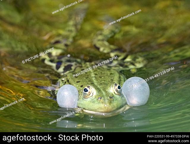 31 May 2022, Brandenburg, Oranienburg: A frog blows its sound bubbles in a narrow canal in the Green Classroom in Oranienburg Palace Park