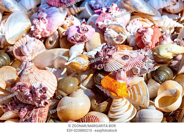 Starfish and seashells souvenirs