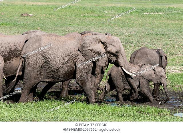 Botswana, Chobe National Park, African elephants (Loxodonta africana)
