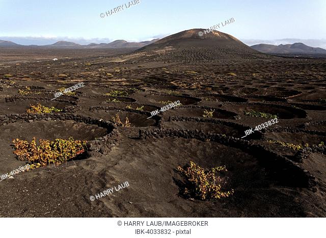 Typical vineyards in dry cultivation in volcanic ash, lava, vines, vineyard La Geria, Lanzarote, Canary Islands, Spain