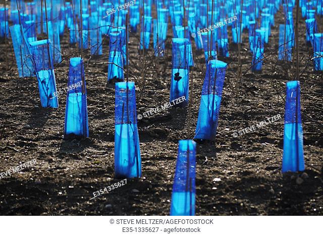Blue plastic netting protects vines in late winter