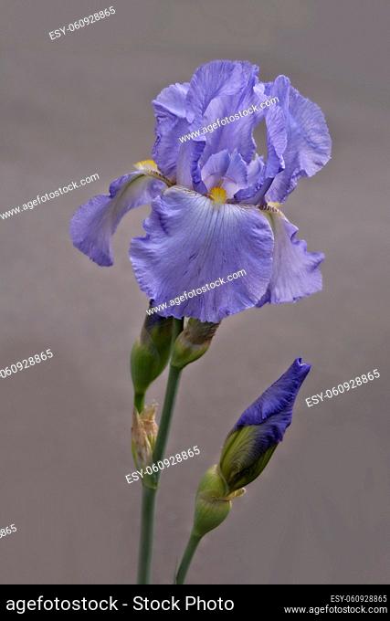 Blüte und Knospe einer blauen Schwertlilie