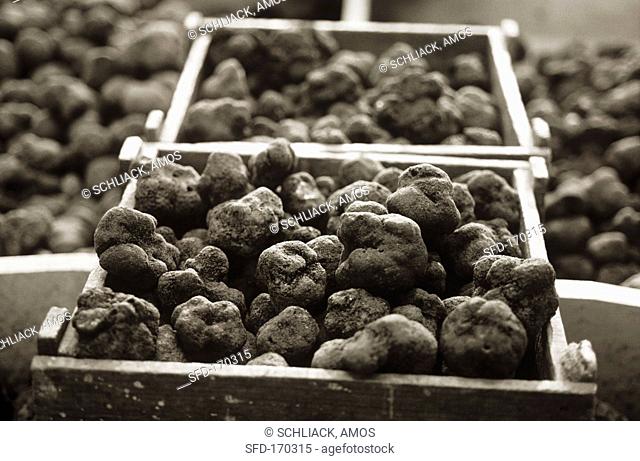 Black truffles in crates b/w photo