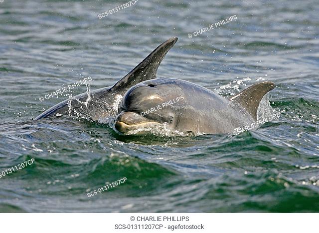 A young Bottlenose Dolphin calf Tursiops truncatus surfacing to breathe from the water beside its mother Moray Firth, Scotland