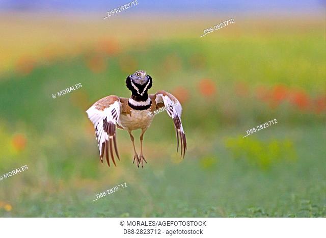 Europe, Spain, Catalonia, male Little bustard (Tetrax tetrax), displaying in a field with poppies