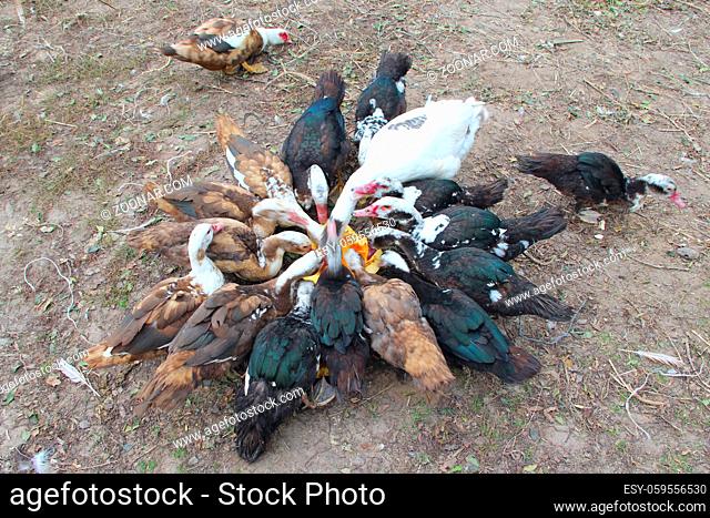 Ducks geese and muscovy ducks eat pumpkin in poultry. Poultry feeds in yard