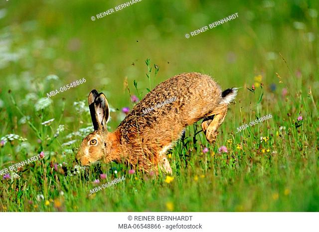 Brown hare in meadow, Lepus europaeus