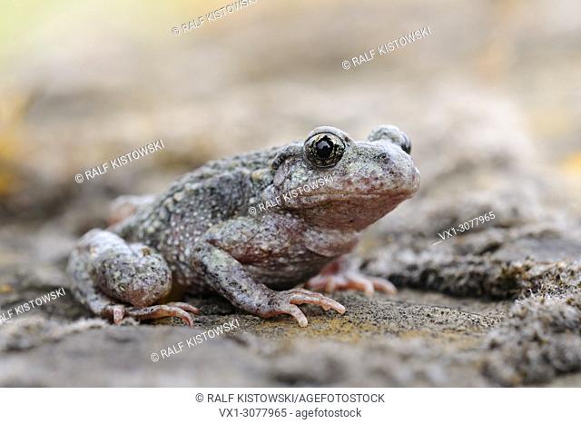 Common Midwife Toad ( Alytes obstetricans ), close-up, sitting on rocks of an old quarry, wildlife, Europe