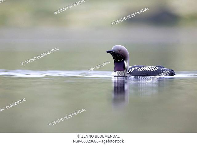 Black-throated Diver (Gavia arctica) adult, swimming on lake habitat, with house on shore, Norway, Sor-Trondelag