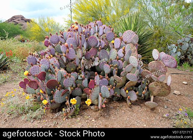 Violet prickly pear (Opuntia gosseliniana or Opuntia violacea) is a cactus native to Arizona (USA), Baja California, Chihuahua and Sonora (Mexico)