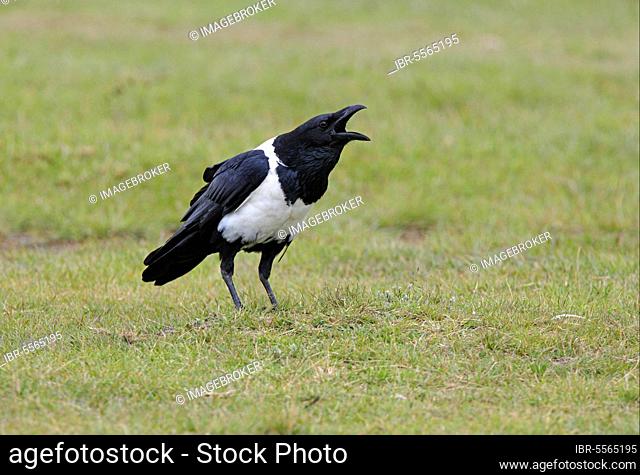 Pied Crow (Corvus albus) adult, calling, standing on grass, Kenya, Africa