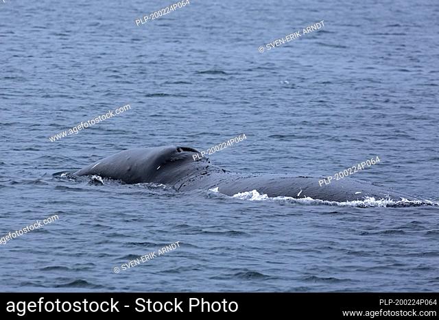 Bowhead whale / Greenland right whale / Arctic whale (Balaena mysticetus) surfacing the Arctic Ocean, Svalbard / Spitsbergen, Norway