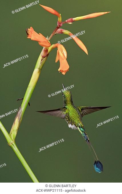 A Booted Racket-tail hummingbird Ocreatus underwoodii feeding at a flower while flying in the Tandayapa Valley of Ecuador