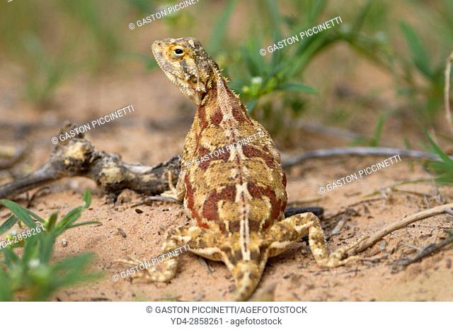Ground agama (Agama aculeta), Kgalagadi Transfrontier Park, Kalahari desert, South Africa/Botswana