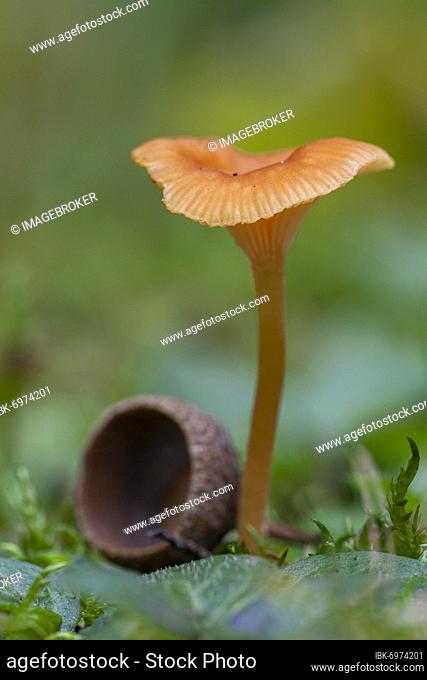 Trichterling (Clitocybe), Germany, Europe