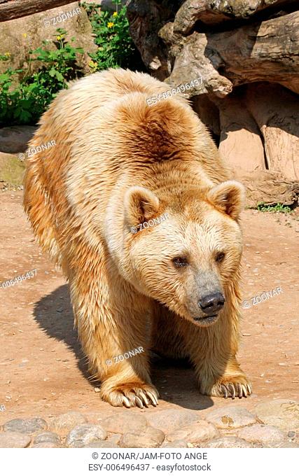 Brown bear 012