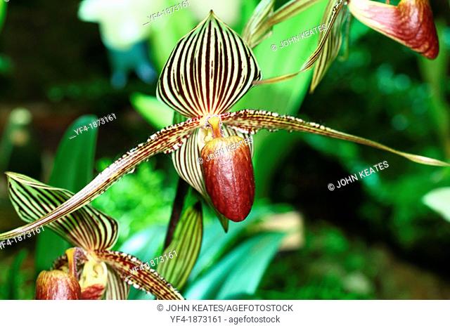 Rothschild's Slipper Orchid Paphiopedilum rothschildianum